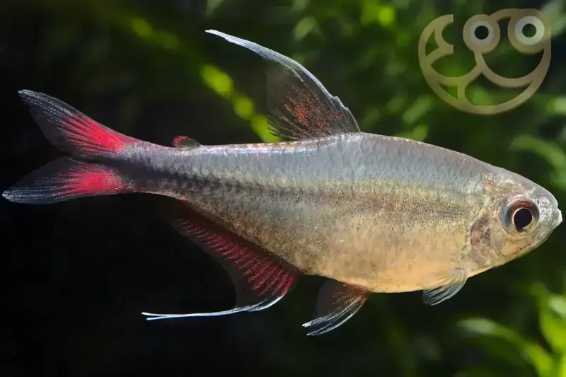 Phoenix Tetra - Hemigrammus filamentosus