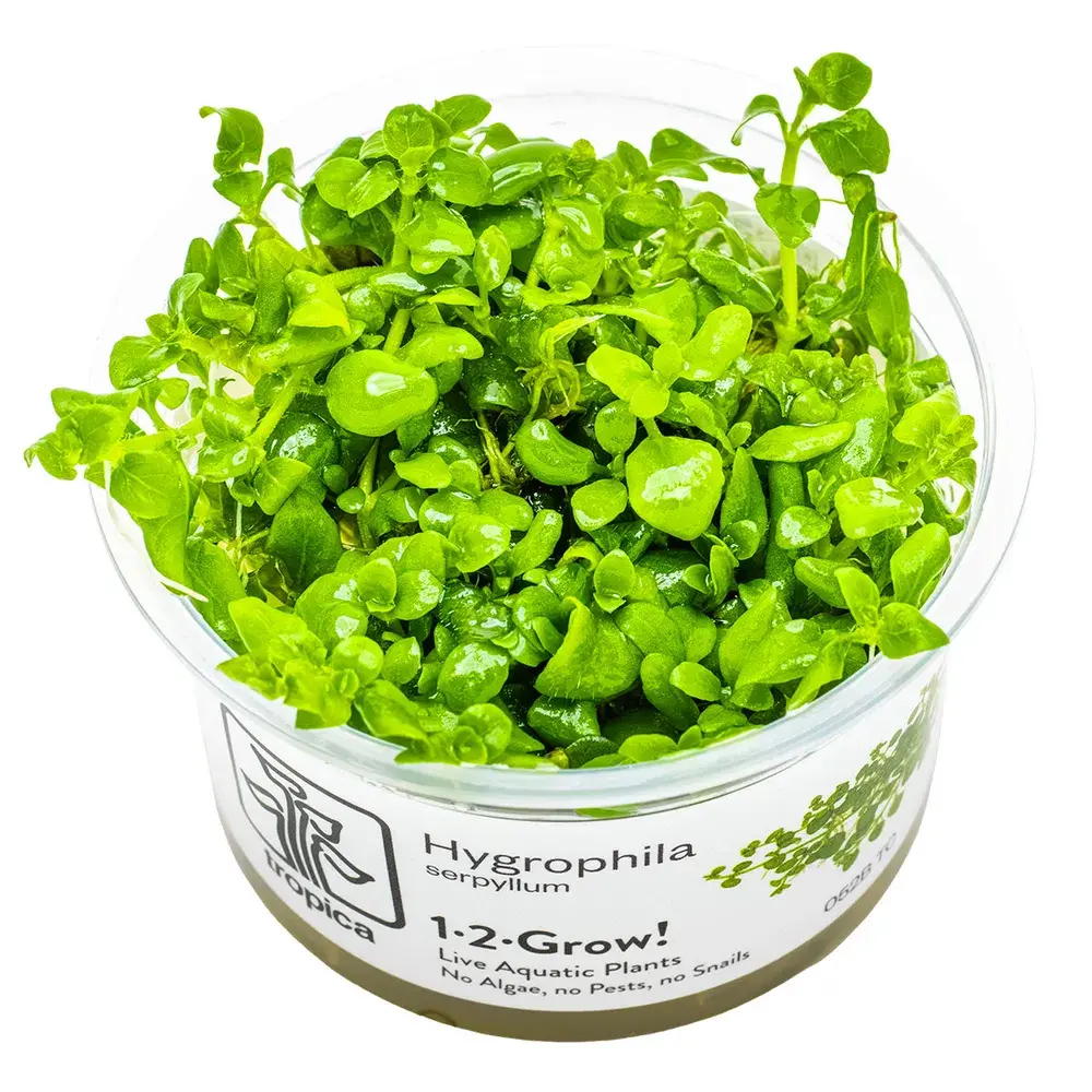 Hygrophila Serphyllum