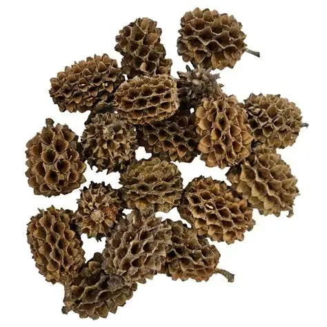 Hobby Causuarina cones 25stk