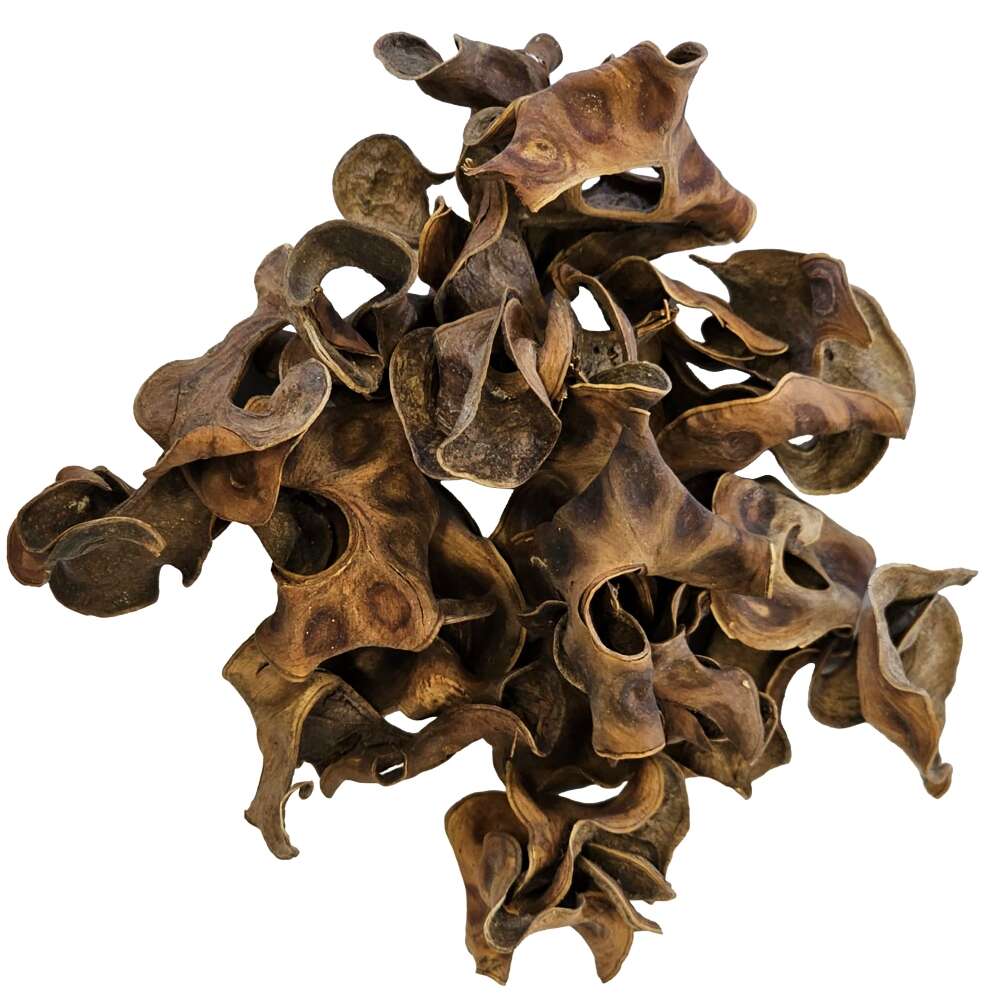 Hobby Jungle star flowers 25stk