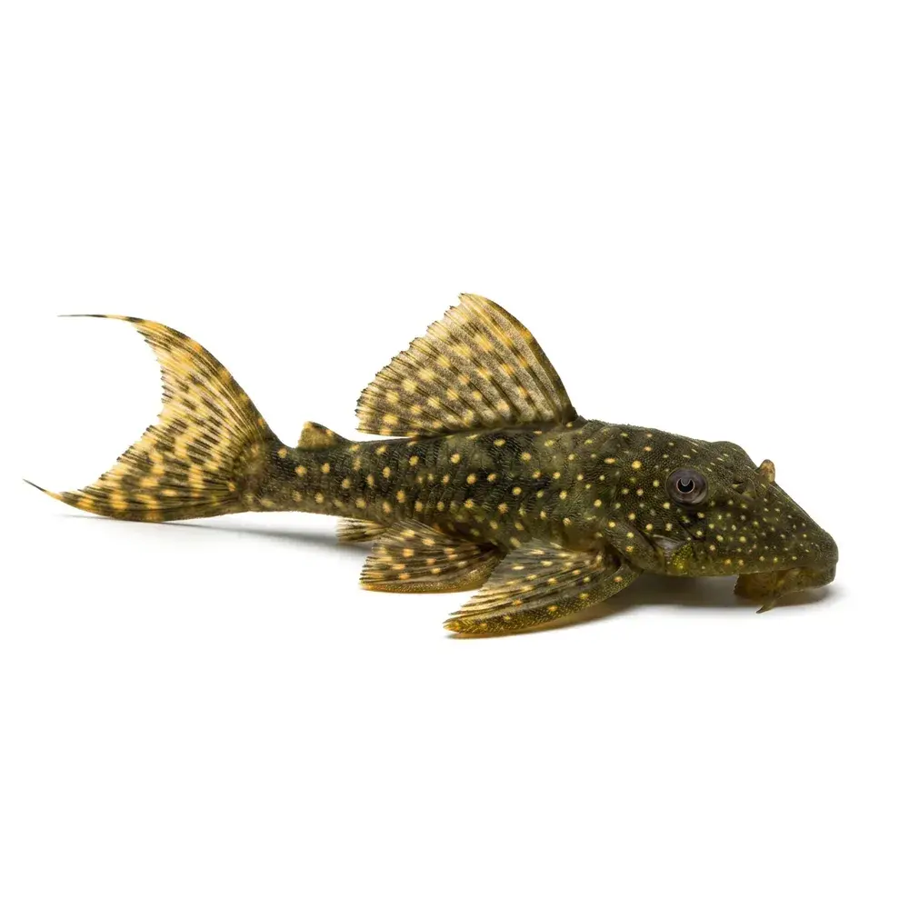 Panaqolus Albomaculatus "Ucayali" 4-6cm