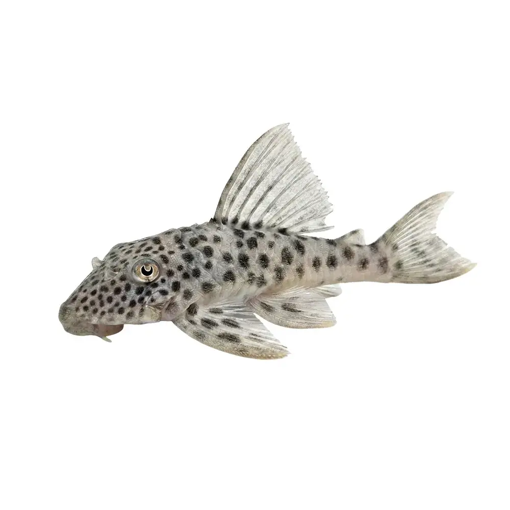 L012 Ancistomus 'Xingu' 6-8cm