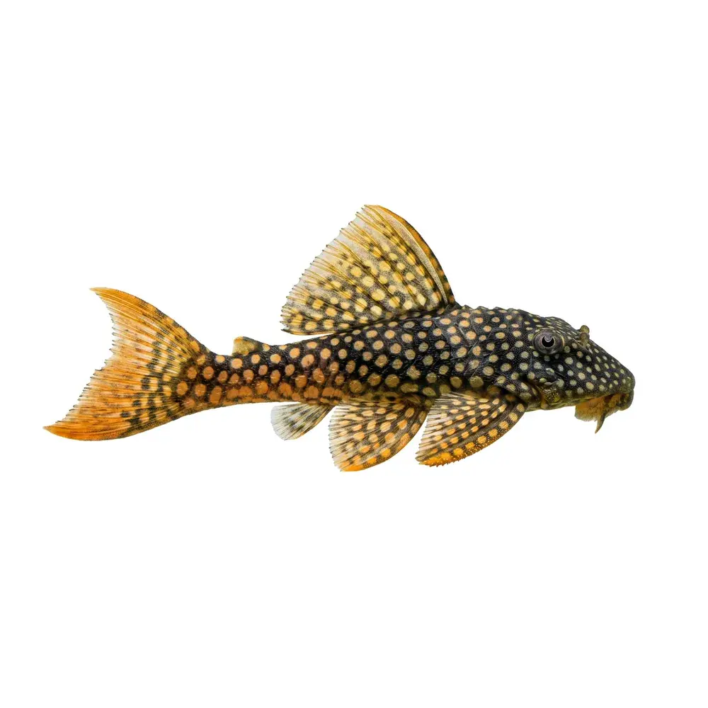 L014 Scobiancistrus"xingu" 10-12cm