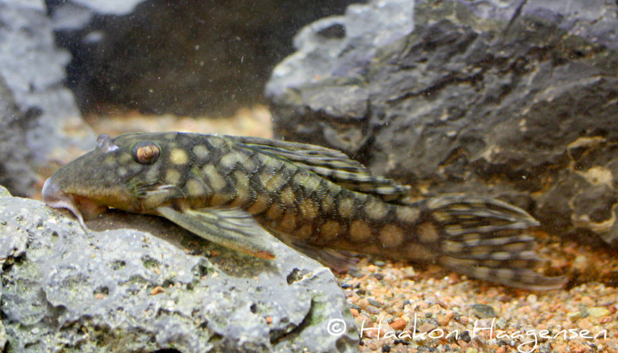 L020 Spectracantihicus 'Xingu' 6-8cm